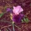 Thumbnail #1 of Iris  by Wandasflowers