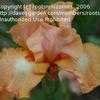 Thumbnail #3 of Iris  by cathysplants