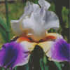 Thumbnail #3 of Iris  by dd95172