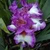 Thumbnail #1 of Iris  by puttytat