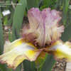 Thumbnail #4 of Iris  by redheadclan