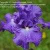 Thumbnail #2 of Iris  by cathysplants