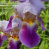 Thumbnail #3 of Iris  by hespiris