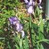 Thumbnail #4 of Iris  by Wandasflowers
