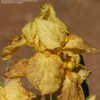 Thumbnail #2 of Iris  by greenorchid