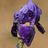 Thumbnail #2 of Iris  by greenorchid