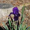 Thumbnail #4 of Iris  by 107peachorchard