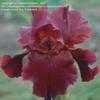 Thumbnail #5 of Iris  by cathysplants