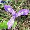 Thumbnail #4 of Iris setosa by bobbix