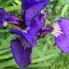 Thumbnail #2 of Iris setosa by Weezingreens
