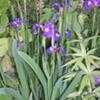 Thumbnail #1 of Iris setosa by Weezingreens