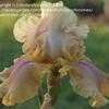 Thumbnail #2 of Iris  by cathysplants
