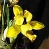 Thumbnail #5 of Iris danfordiae by kniphofia