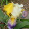 Thumbnail #5 of Iris  by daylily970