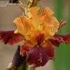 Thumbnail #4 of Iris  by greenorchid