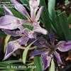 Thumbnail #1 of Iris brevicaulis by raysplants