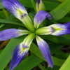 Thumbnail #4 of Iris brevicaulis by boojum