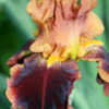 Thumbnail #3 of Iris  by Calif_Sue