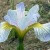 Thumbnail #2 of Iris versicolor by laurief
