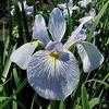 Thumbnail #5 of Iris versicolor by Lilypon