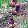 Thumbnail #4 of Iris  by greenorchid