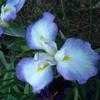 Thumbnail #1 of Iris ensata by Charlotteda