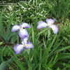 Thumbnail #5 of Iris ensata by pirl