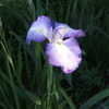 Thumbnail #4 of Iris ensata by pirl