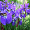 Thumbnail #3 of Iris sanguinea by mygardens