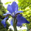 Thumbnail #4 of Iris sanguinea by kate123