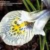 Thumbnail #3 of Iris histrioides by ladyrowan