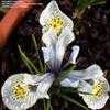 Thumbnail #1 of Iris histrioides by ladyrowan