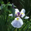 Thumbnail #3 of Iris ensata by pirl