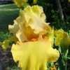 Thumbnail #4 of Iris  by judithandrews