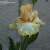 Thumbnail #3 of Iris  by pajaritomt