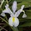 Thumbnail #4 of Iris x hollandica by flowerfrenzy