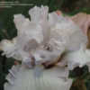 Thumbnail #5 of Iris  by GardenSanctuary
