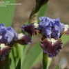 Thumbnail #5 of Iris  by greenorchid