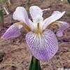 Thumbnail #1 of Iris versicolor by laurief