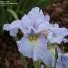 Thumbnail #3 of Iris sibirica by flowerfrenzy