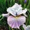 Thumbnail #2 of Iris sibirica by Lilypon