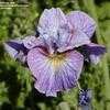Thumbnail #4 of Iris sibirica by flowerfrenzy