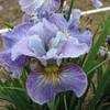Thumbnail #5 of Iris sibirica by mgh