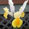 Thumbnail #5 of Iris x hollandica by CCBaker