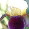 Thumbnail #4 of Iris  by jessmerritt