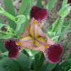 Thumbnail #2 of Iris  by Moby