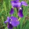 Thumbnail #1 of Iris germanica by Zaragoza