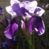 Thumbnail #3 of Iris germanica by Zaragoza