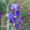Thumbnail #5 of Iris germanica by themikesmom