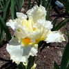 Thumbnail #3 of Iris  by lincolnitess